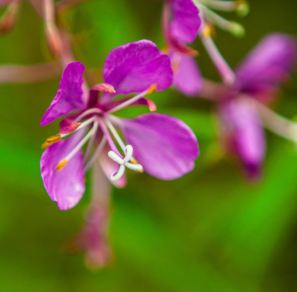 Hiking The Wonderland Trail in Mount Rainer National Park
