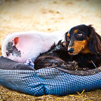 Neigh Day - Horse Rescue Shelter