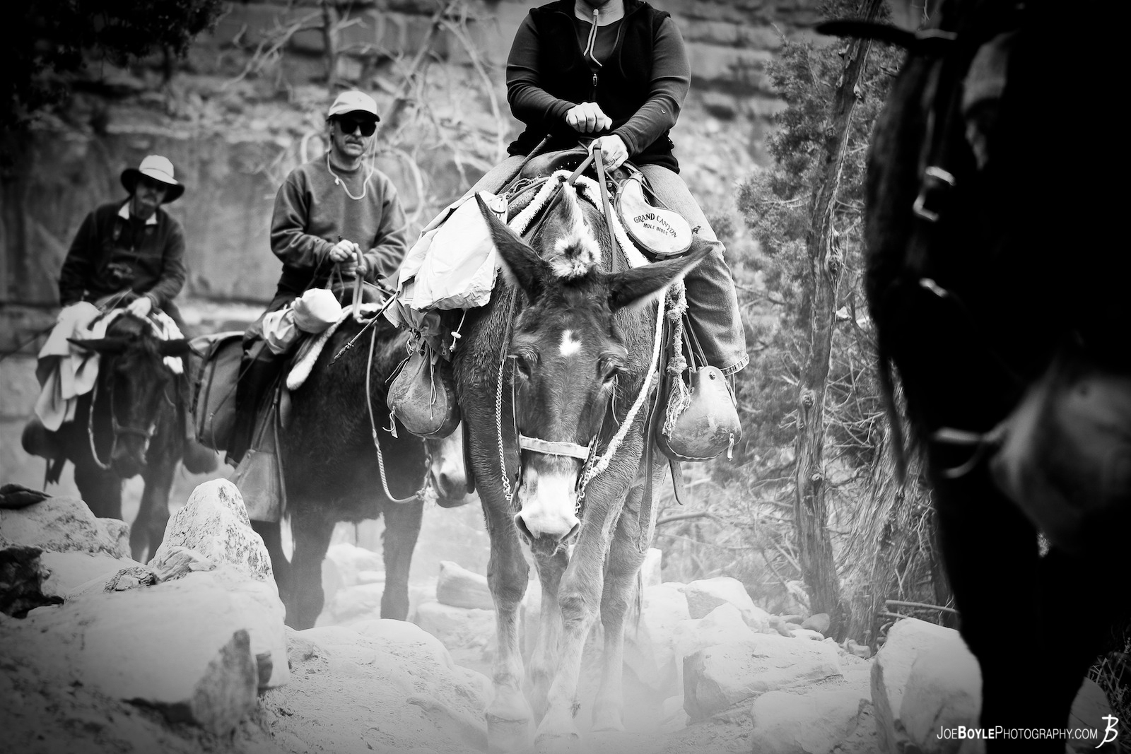  As I was hiking down Bright Angel Trail into the Grand Canyon there were a few Mule Rides on the ascent - this was one of them. 