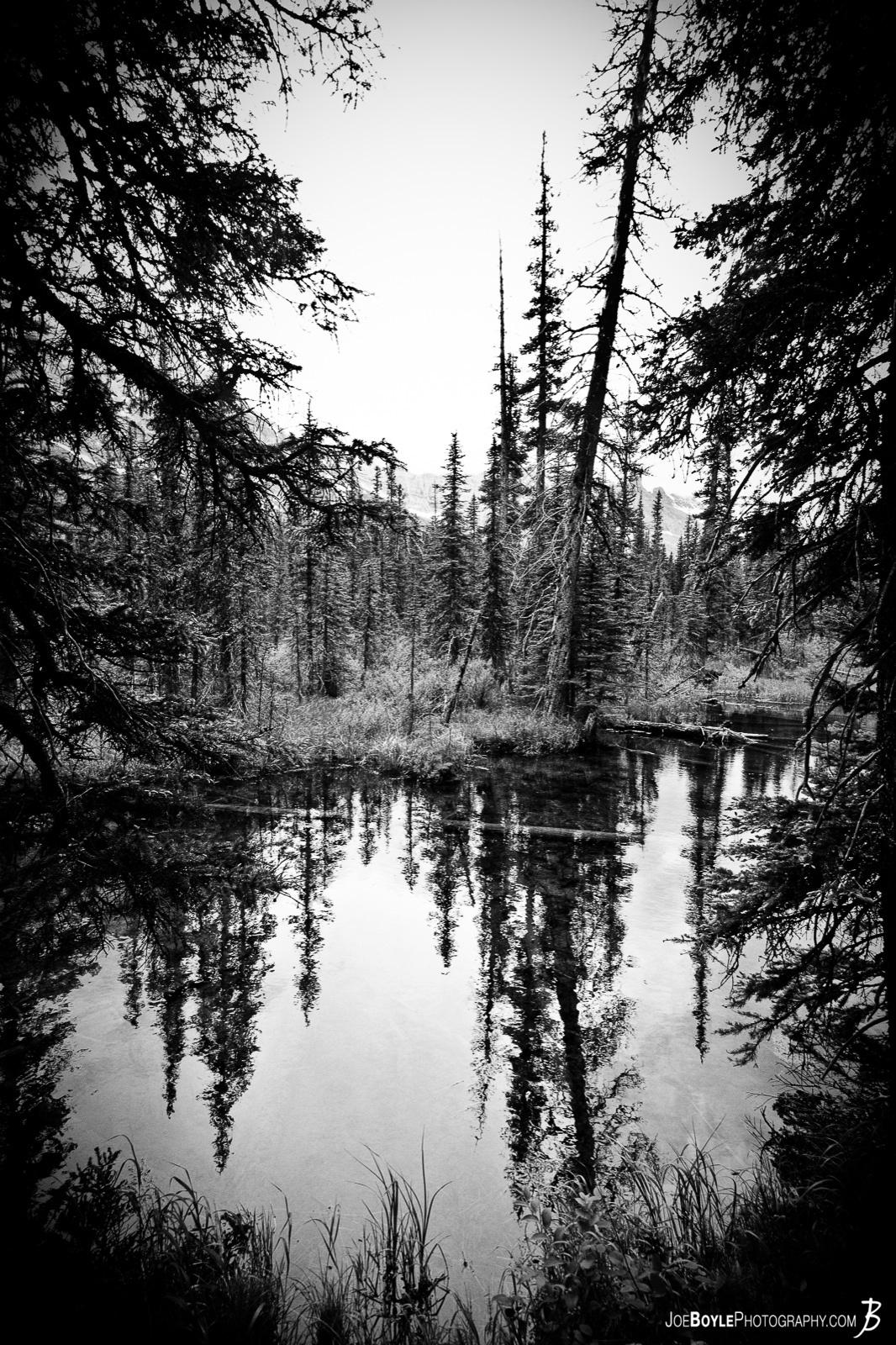  Winner of Earthshots Photo of the Day in March 2012! I took this photo during a backpacking excursion through Glacier National Park located in northern Montana, I was able to capture these trees on the bank of this slow moving river. I like this photo because it has a "cool" yet "eerie" feel to it, due to the tallest & apparently dying pine, leaning over the river. 