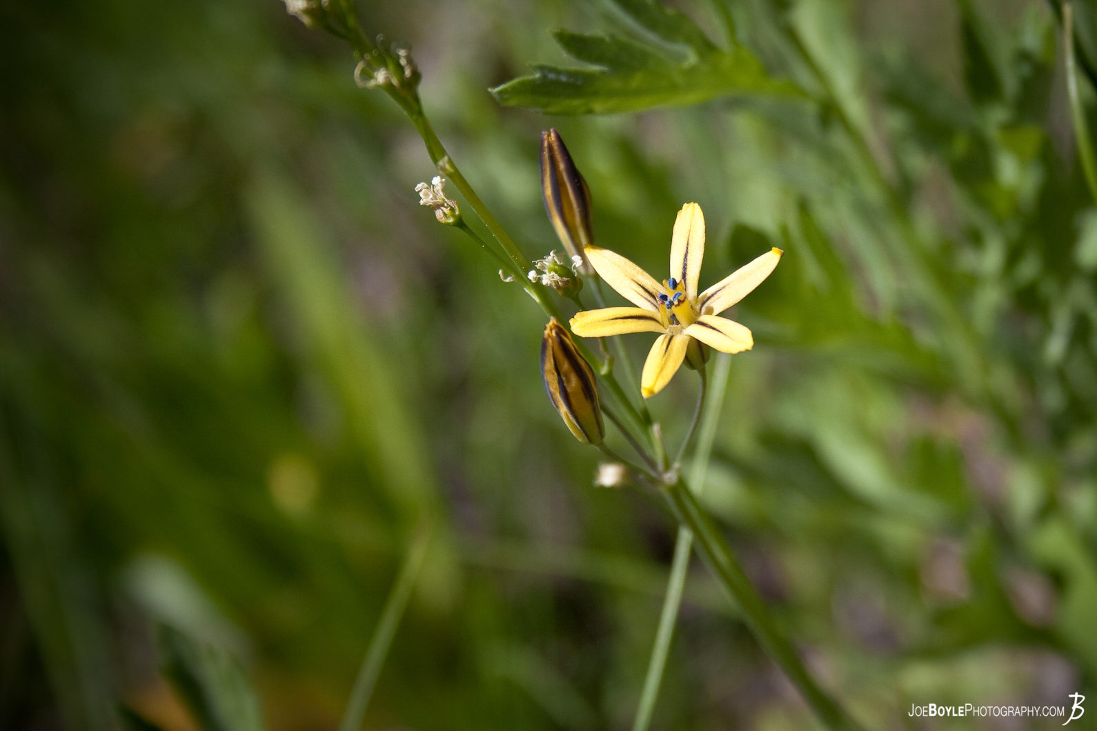  As I was hiking along the John Muir Trail, there were certain parts of the trail that were filled with these tiny little flowers. 