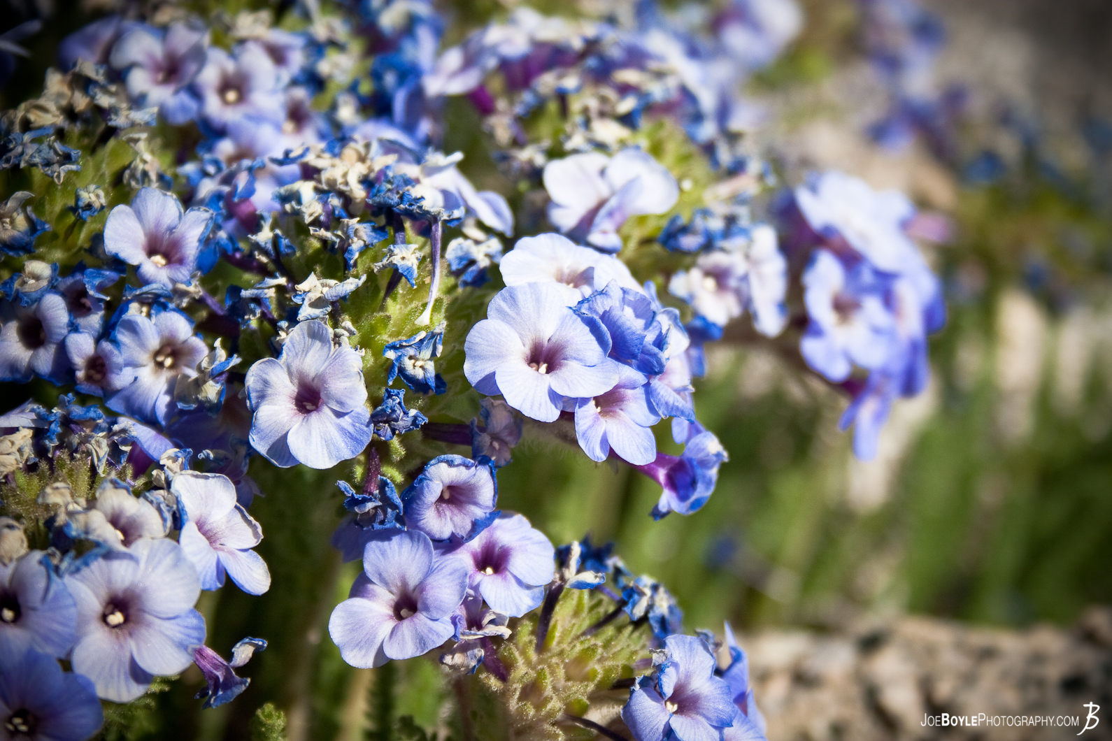  While hiking the John Muir Trail these little flowers were able to flourish at over 10,000 feet! 