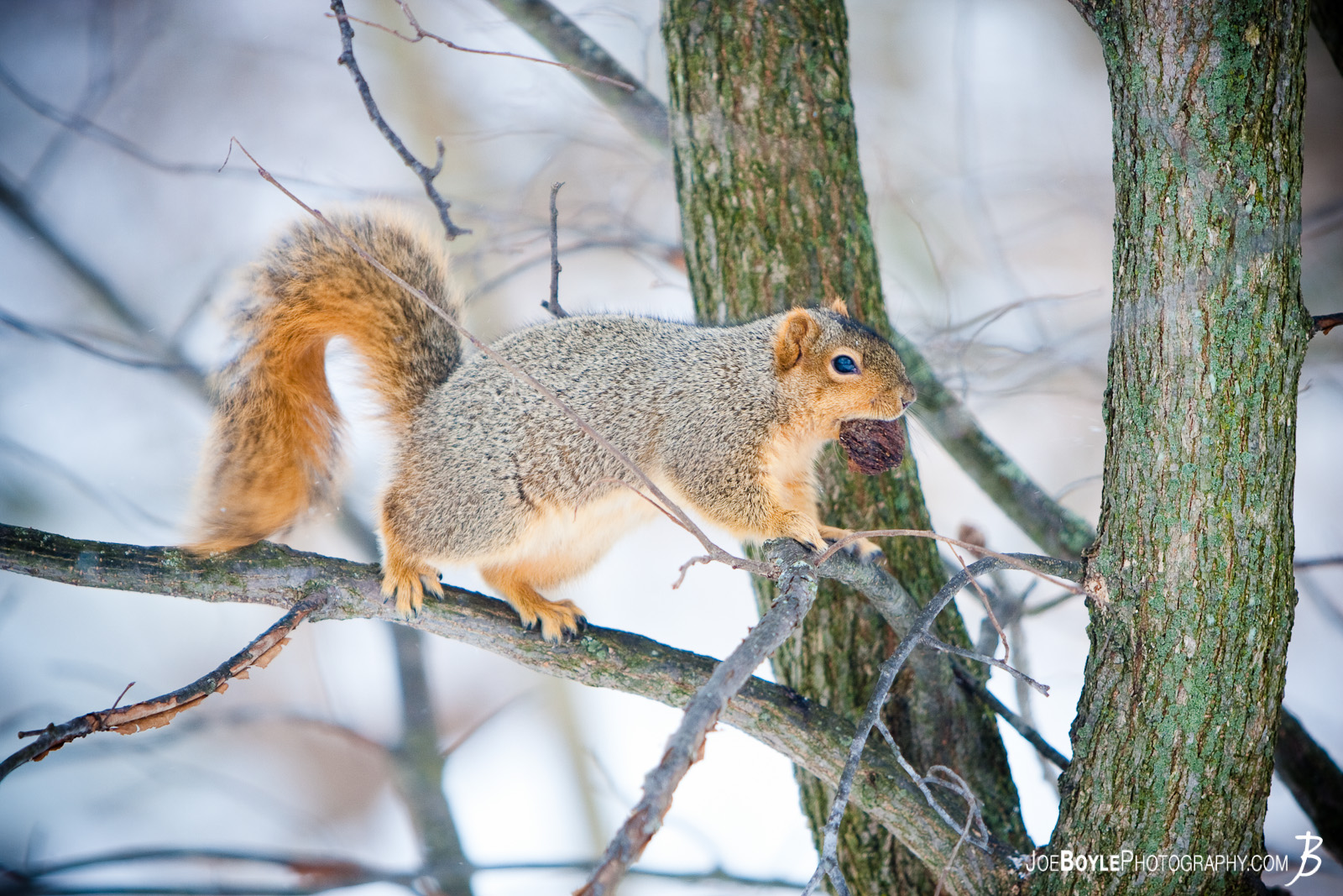  I captured a photo of this squirrel on a nice snowy day as I was hiking through the Cleveland Metroparks. 