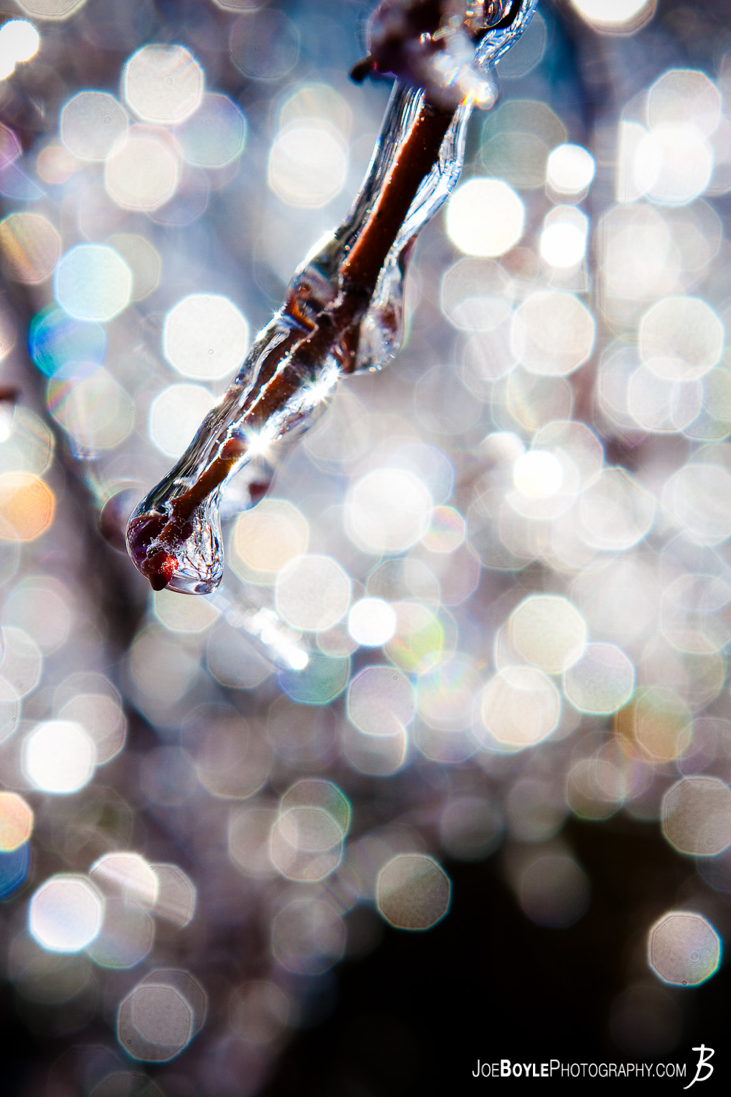  I captured this photo after an ice storm came through the Cleveland area. The storm provided some great picture opportunities that I was able to capture the following day including this tree branch coated in ice! 