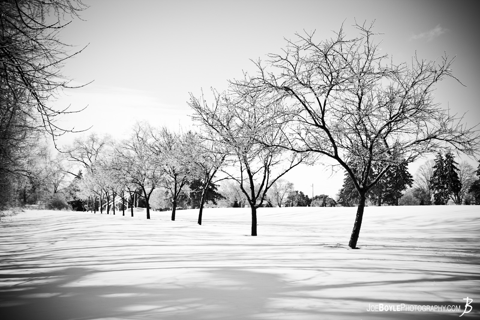  I captured this photo after a snow storm. The storm provided some great picture opportunities that I was able to capture the following day including this row of trees. 