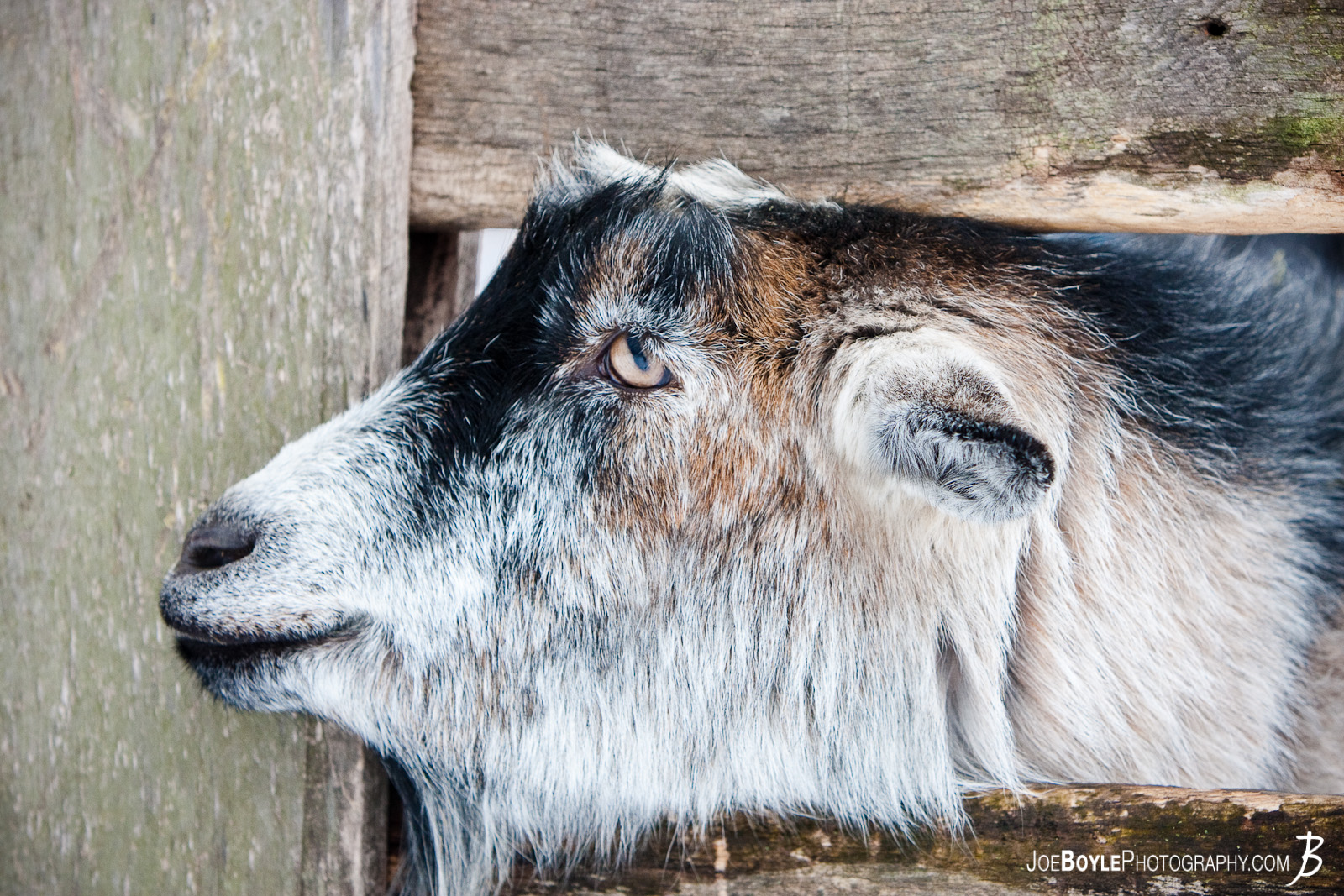  I was hiking through the woods when I discovered a small house with a fenced in yard. Within the yard were a few goats - This was the friendliest one! 
