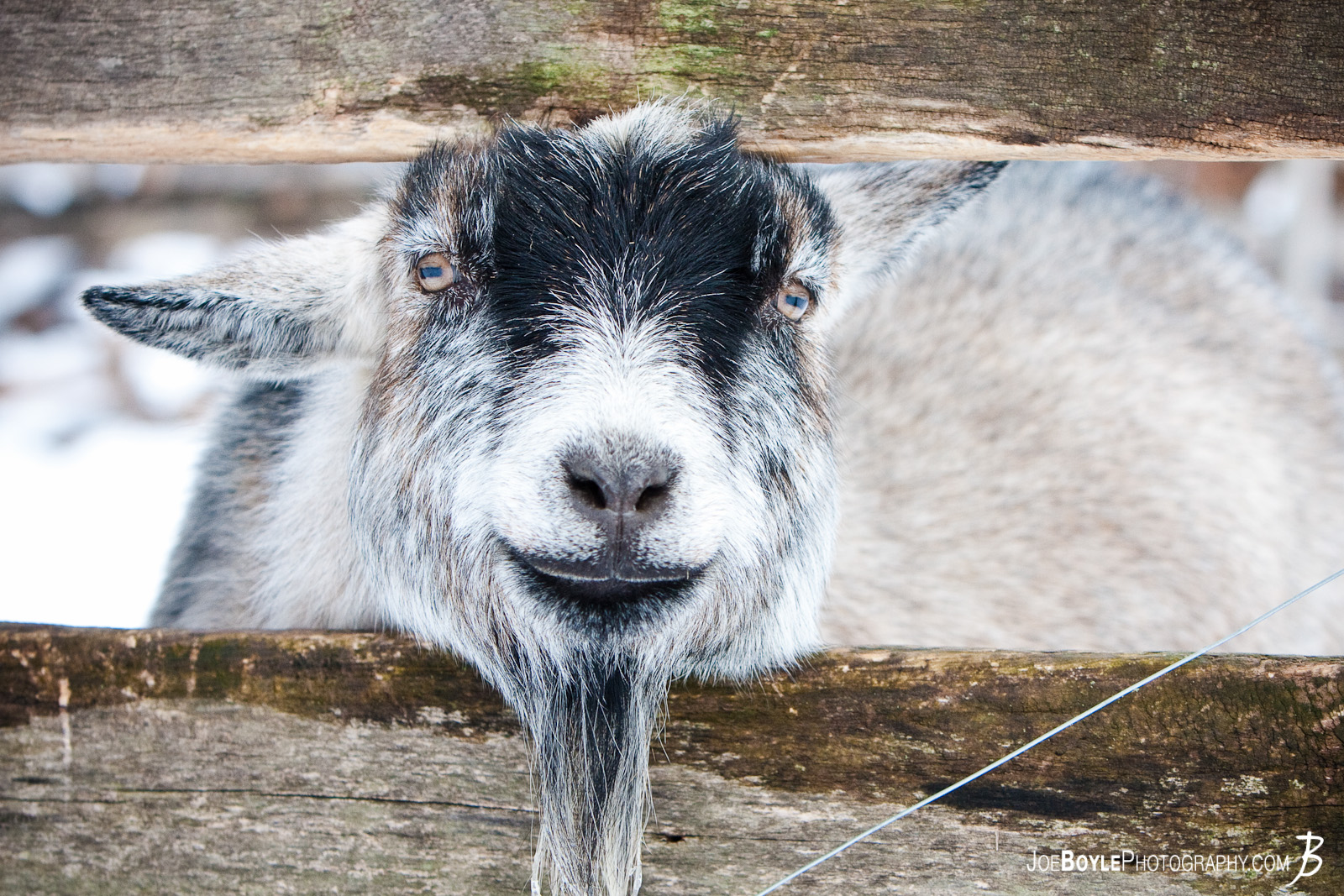  I was hiking through the woods when I discovered a small house with a fenced in yard. Within the yard were a few goats - This was the friendliest one! 