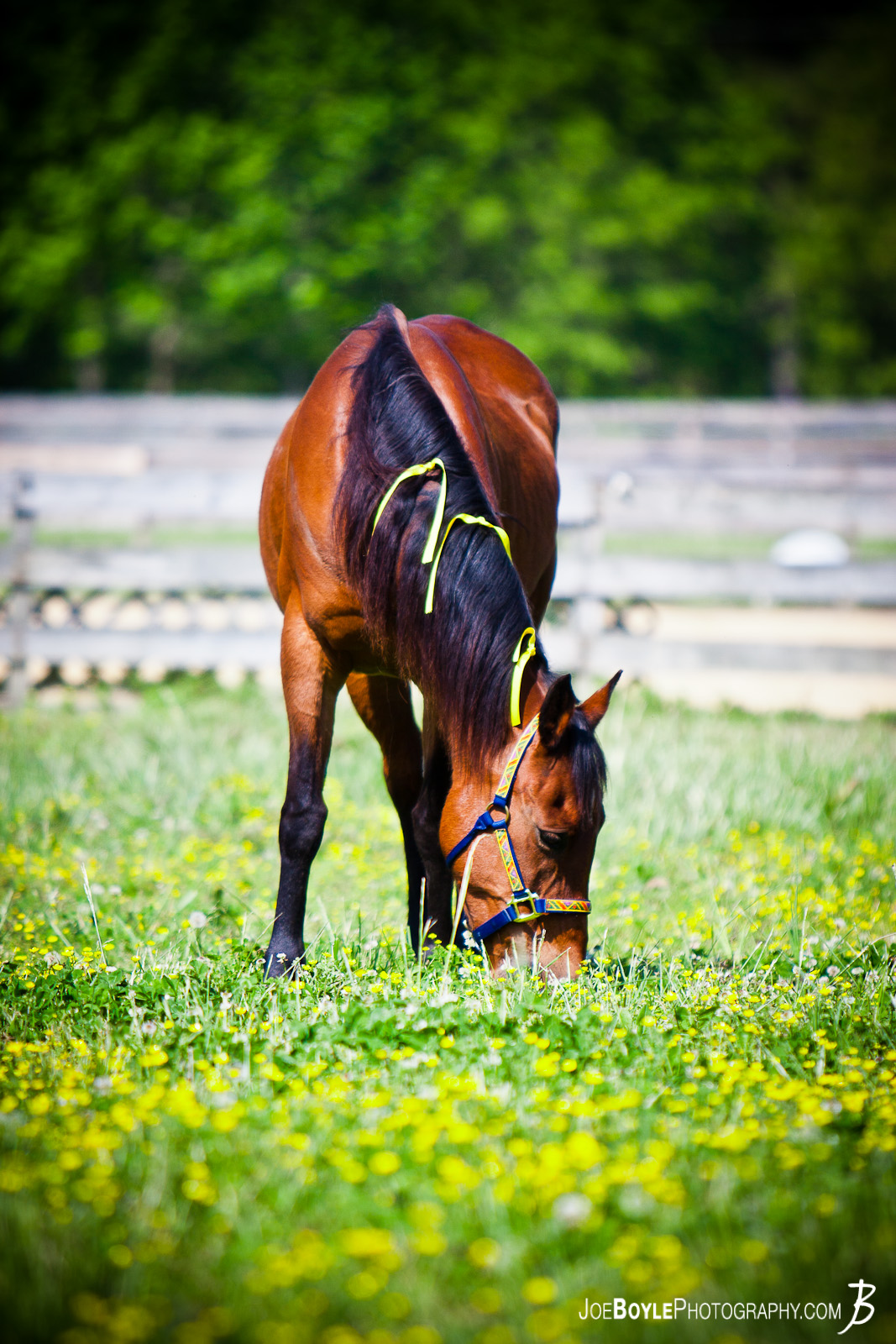   While at "Neigh Day" presented by Diamonds in the Rough Horses (Equine) Rescue Shelter, I was able to capture a photo of this horse grazing in the field. 