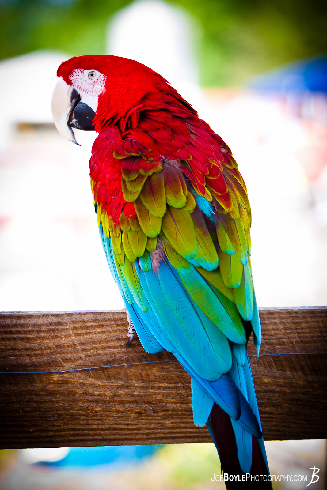   While at a farm photographing some of the wildlife I was able to capture this very colorful Macaw parrot! 