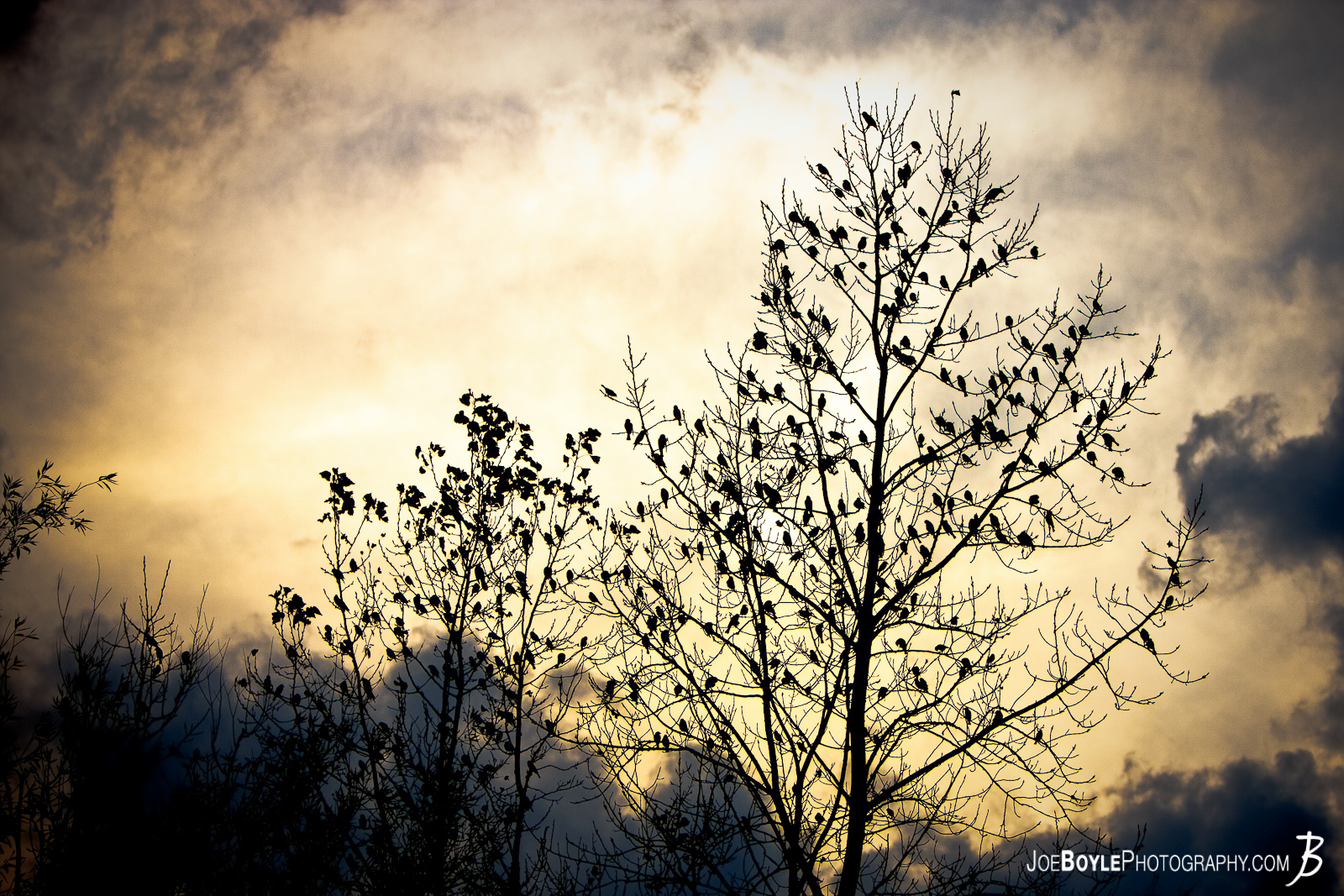  I was walking through a local park one day with a few of my friends and we came across these birds sitting on a tree at a really cool time of day when the light looked really neat. 