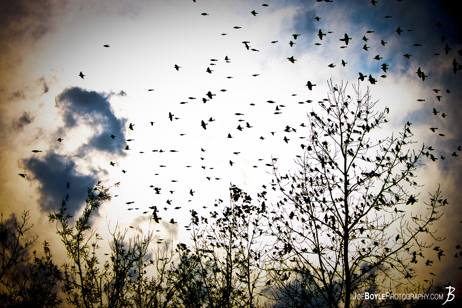  I was walking through a local park one day with a few of my friends and we came across these birds sitting on a tree at a really cool time of day when the light looked really neat. I was fortunate enough to take this great picture as they were flying away! 