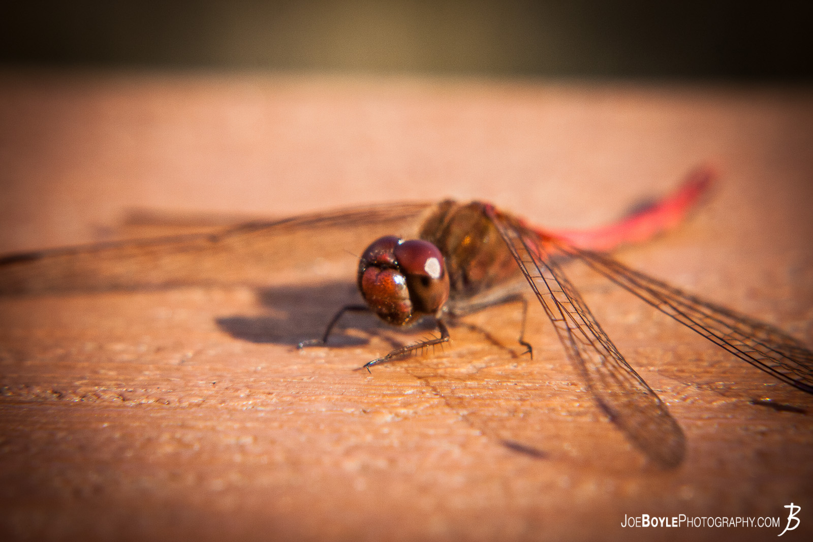  One Autumn day I went out to shoot the leaves & the trees and behold, I found more than that! I found this dragonfly sitting very camly nearby! 