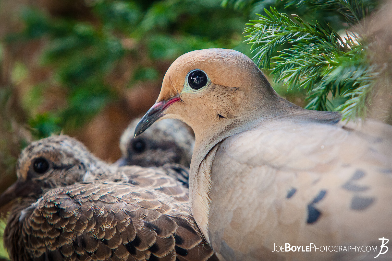  This mother bird and two of her nestlings decided to take up residence in a small tree directly outside my window! Their choice of residency availed itself to some great photographic opportunities without the birds flying away. That mother bird has some real courage! I was only a couple feet away from her with the camera and she wouldn't even budge - she was busy protecting her babies! 