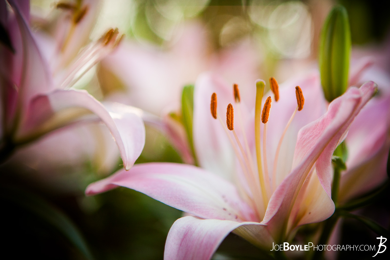  I took this photo on one, sunny afternoon. These pink lilies were nearby my home and I walked past them for a few days, thinking to myself each time, "I need to bring my camera!" Once I did I was able to capture this image of this beautiful flower! 