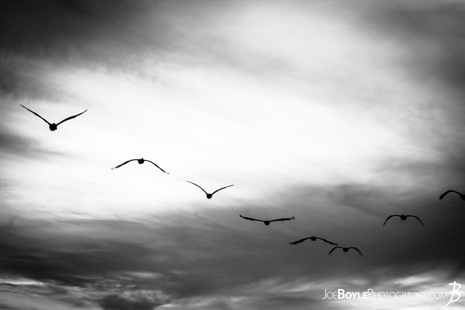  When I was traveling to Monterey, California I spent a lot of time walking around the city, Pacific Grove and the sand dunes in the area. Here is a shot of the many herons that were flying in the area! 