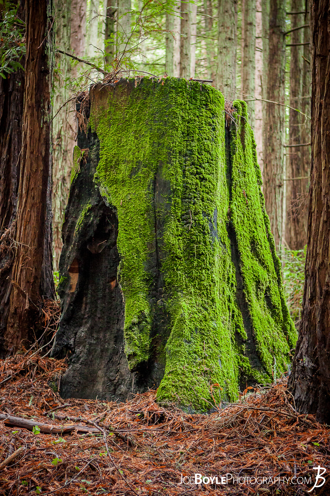  When I was traveling to California I made a stop at University of California, Santa Cruz. The campus amazed me as it was tucked into a beautiful forest on the side of small mountain. It was very cool! Here is an image along one of the paths you would travel on to class. A neat looking, old tree stump with vibrant moss growing on it! 