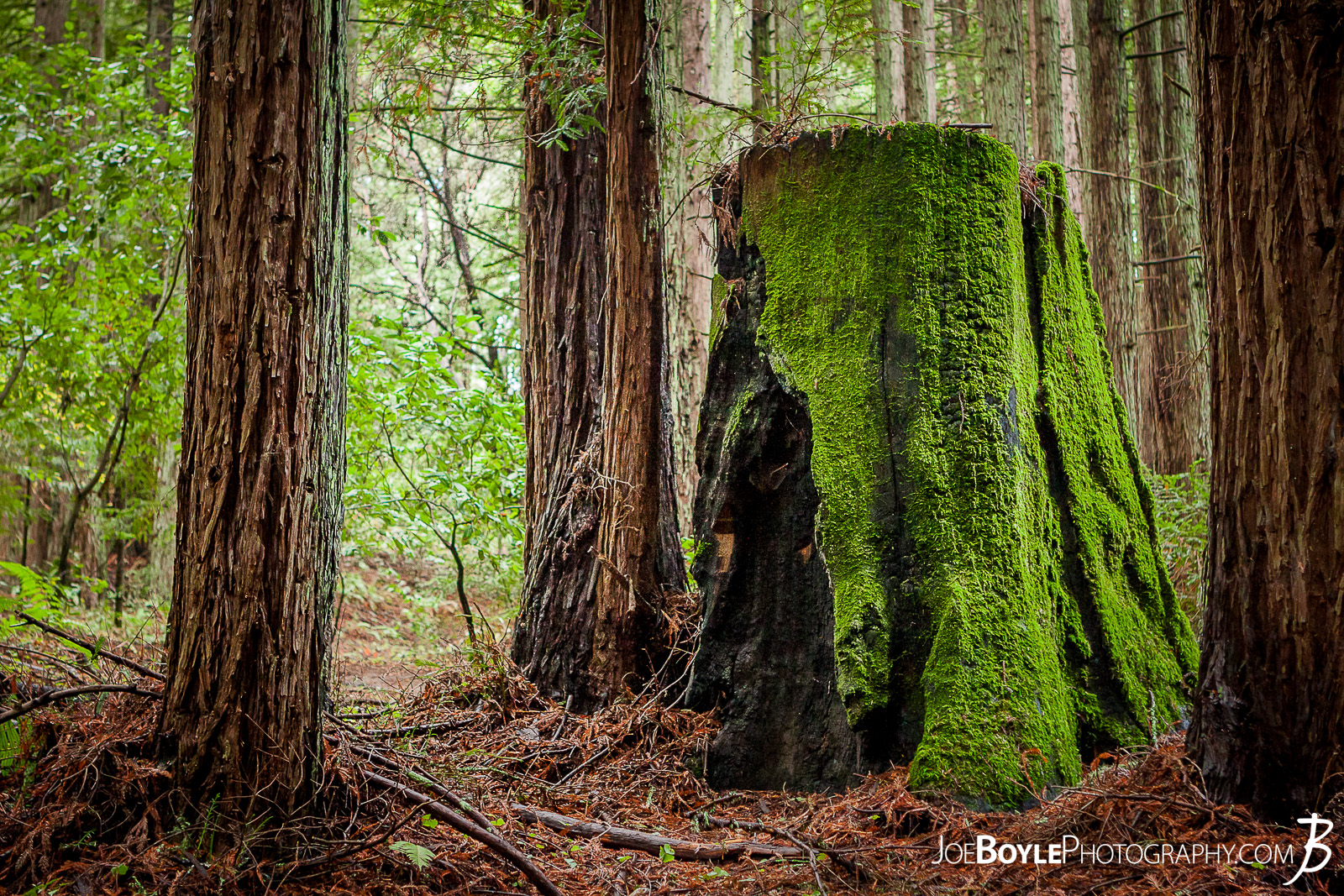  When I was traveling to California I made a stop at University of California, Santa Cruz. The campus amazed me as it was tucked into a beautiful forest on the side of small mountain. It was very cool! Here is an image along one of the paths you would travel on to class. neat looking, old tree stump with vibrant moss growing on it along the trail! 