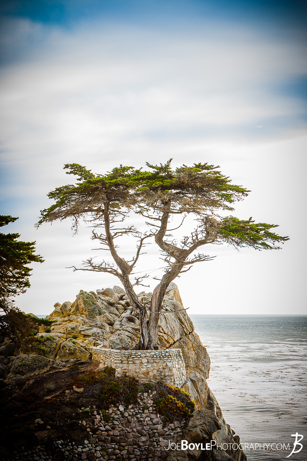  When I was traveling to California I made it a point travel along the gorgeous 17 Mile Drive near Carmel by the Sea. There were many attractions on the drive including otters, sea lions and of course the infamous Lonely Cypress Tree 