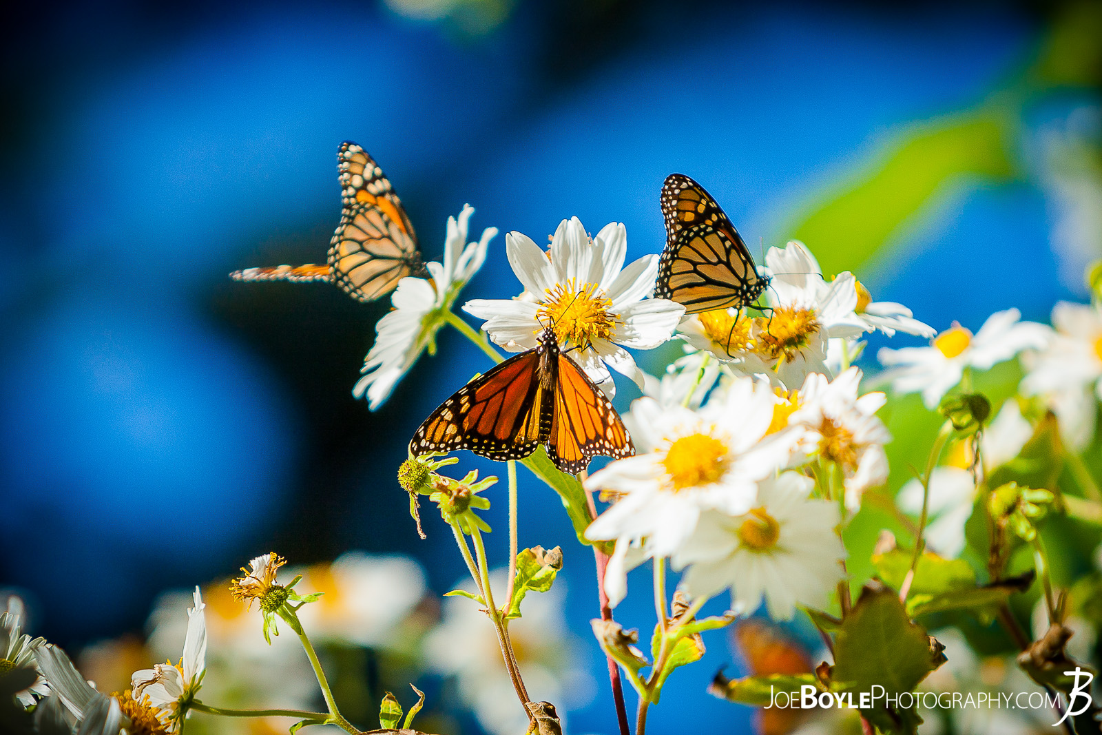  When I was traveling to Monterey, California I discovered the "Monarch Grove Butterfly Sanctuary" in Pacific Grove. This is a "resting place" in the eucalyptus grove for the butterflies as they make their journey towards warmer climates! 