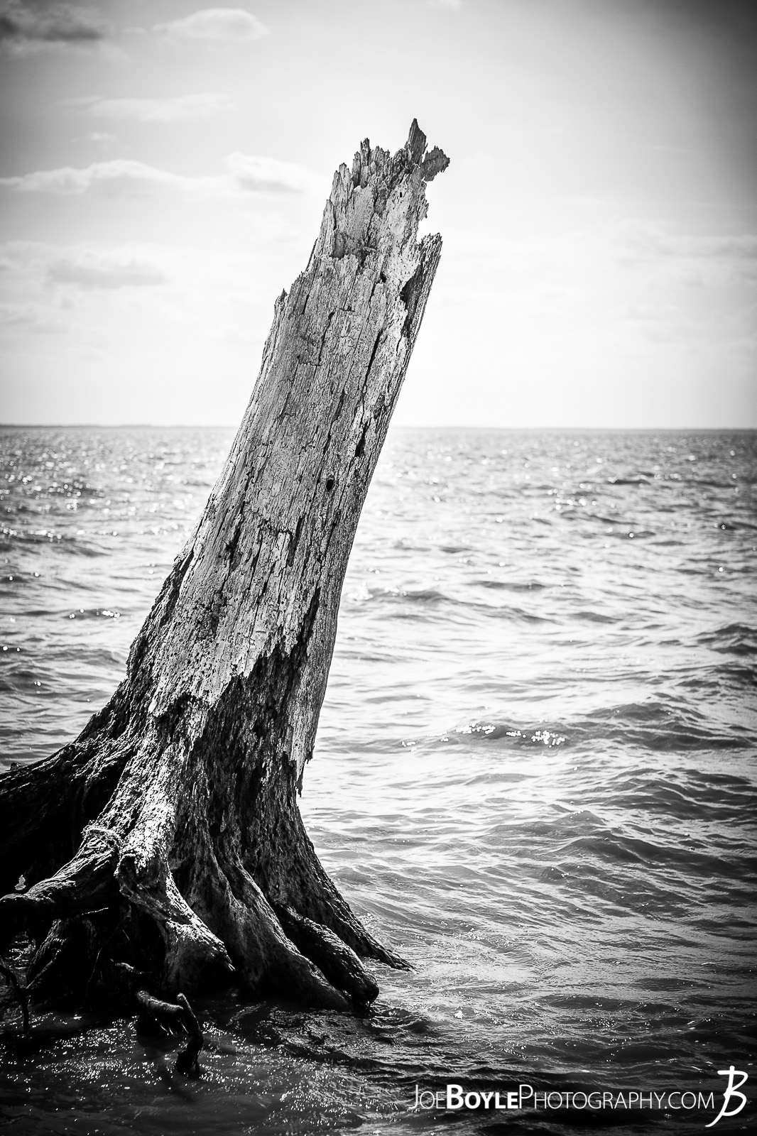  I spent some time in Virginia visiting friends and visiting various sites. This photo of a tree rising out of the lake is near Lion's Bridge, a part of the Mariner's Museum. 