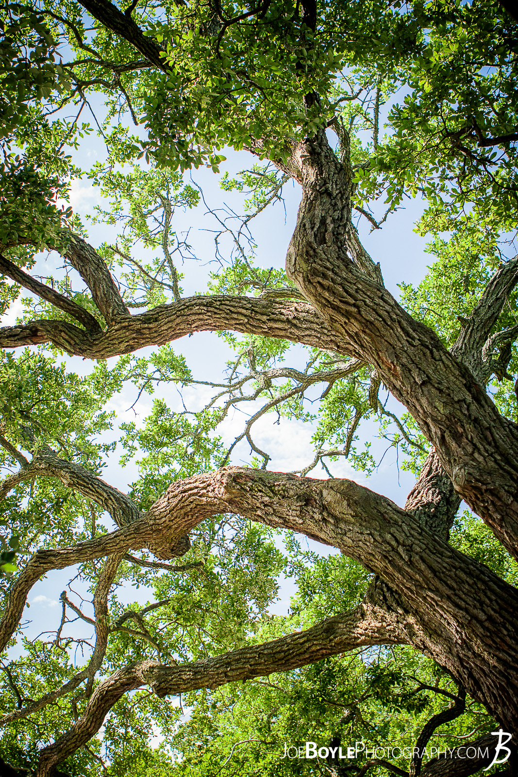  Walking around the Mariner's Museum in Virginia I discovered this whimsical, gnarly, winding, twisted tree. 