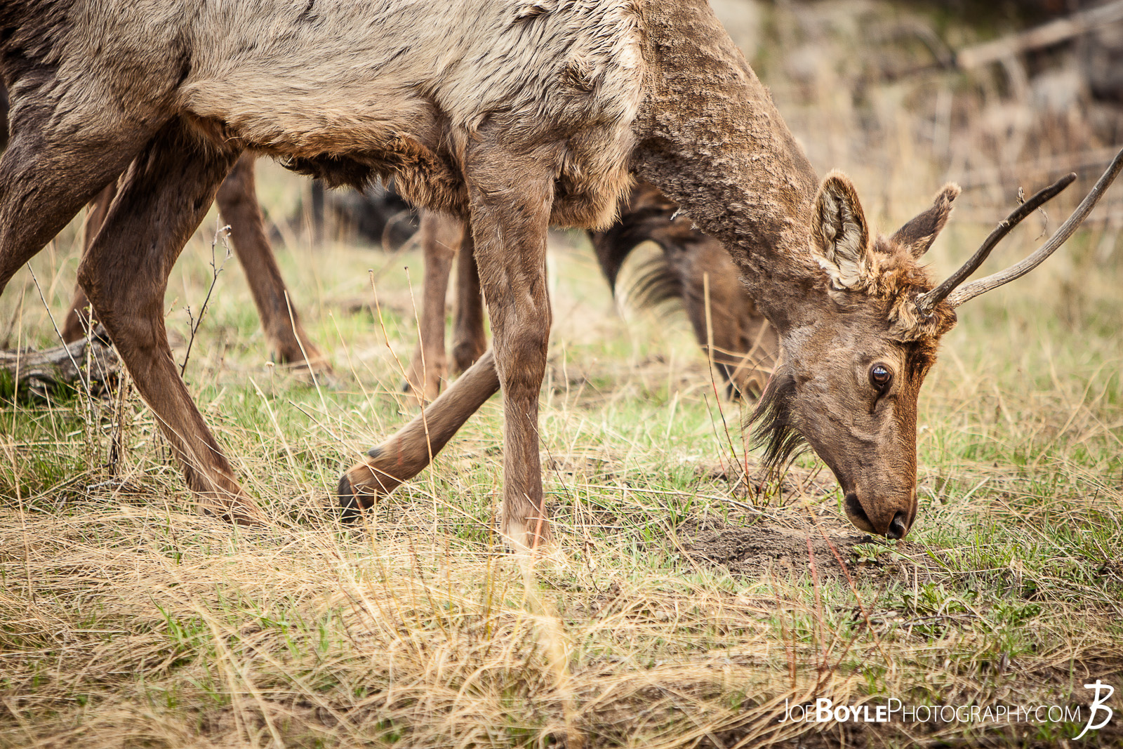  This deer was part of a larger herd roaming the hillside of the Rocky Mountains. 
