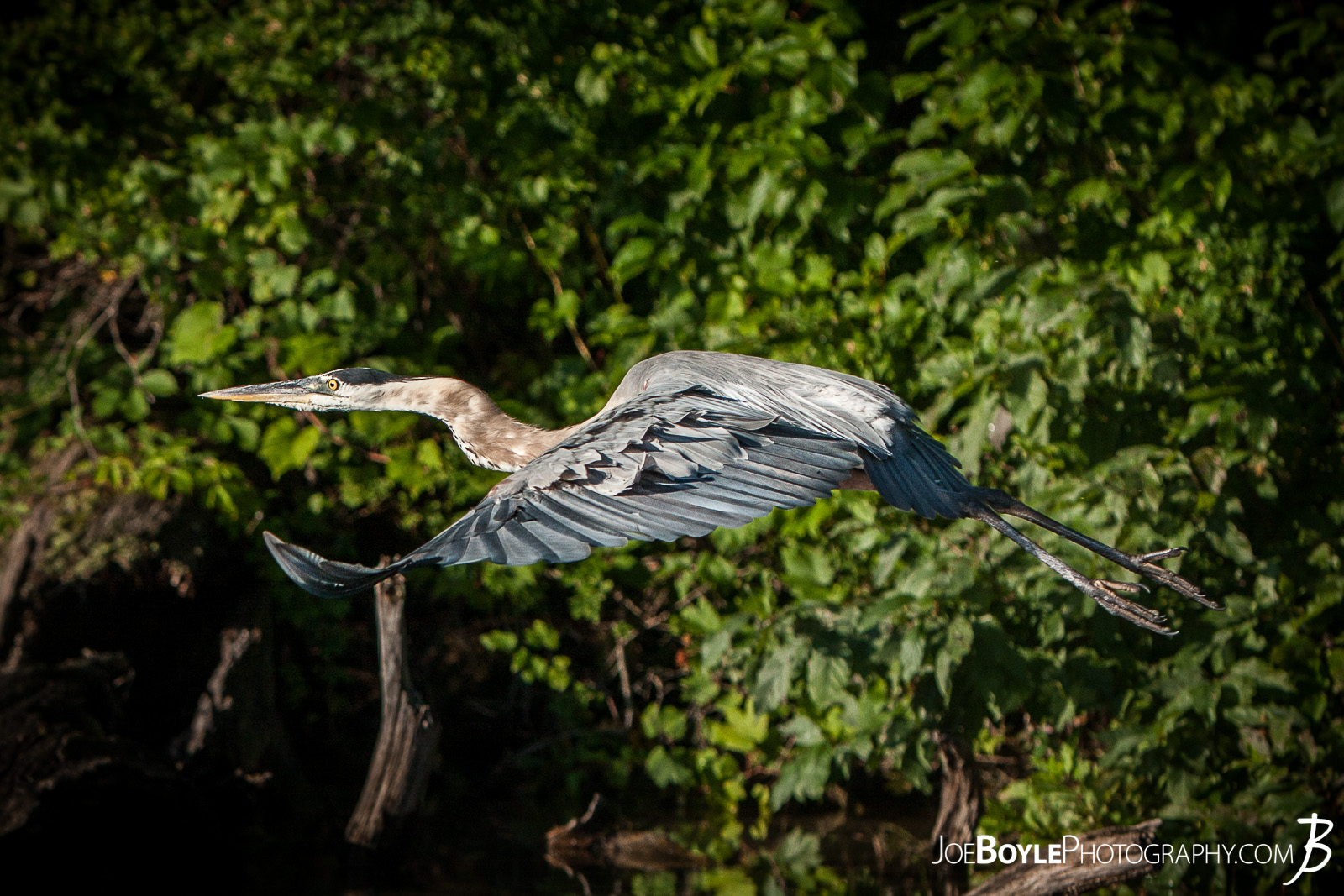  While on a trip up to Big Bass Lake, Michigan spending time with friends, fishing, having bonfires and what not, I was able to capture this Heron taking off and in flight! 