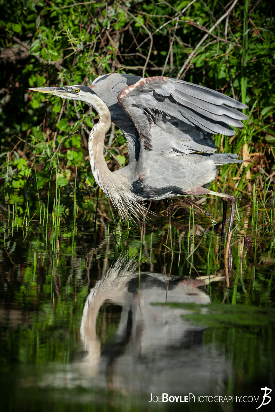 While on a trip up to Big Bass Lake, Michigan spending time with friends, fishing, having bonfires and what not, I was able to capture this Heron taking off and in flight! 