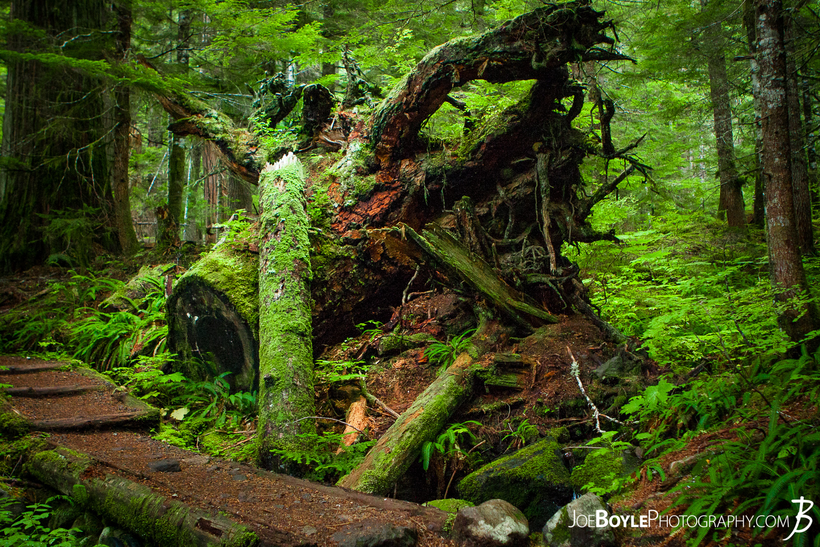  On our way to the trailhead of The Wonderland Trail, we made a pit stop and looked at some other really cool views! This was just off the road and thanks to our Tour Guide and Bus Driver from Tours Northwest we learned some really cool things about forests, decay and the type of trees present in Mount Rainier National Park! 