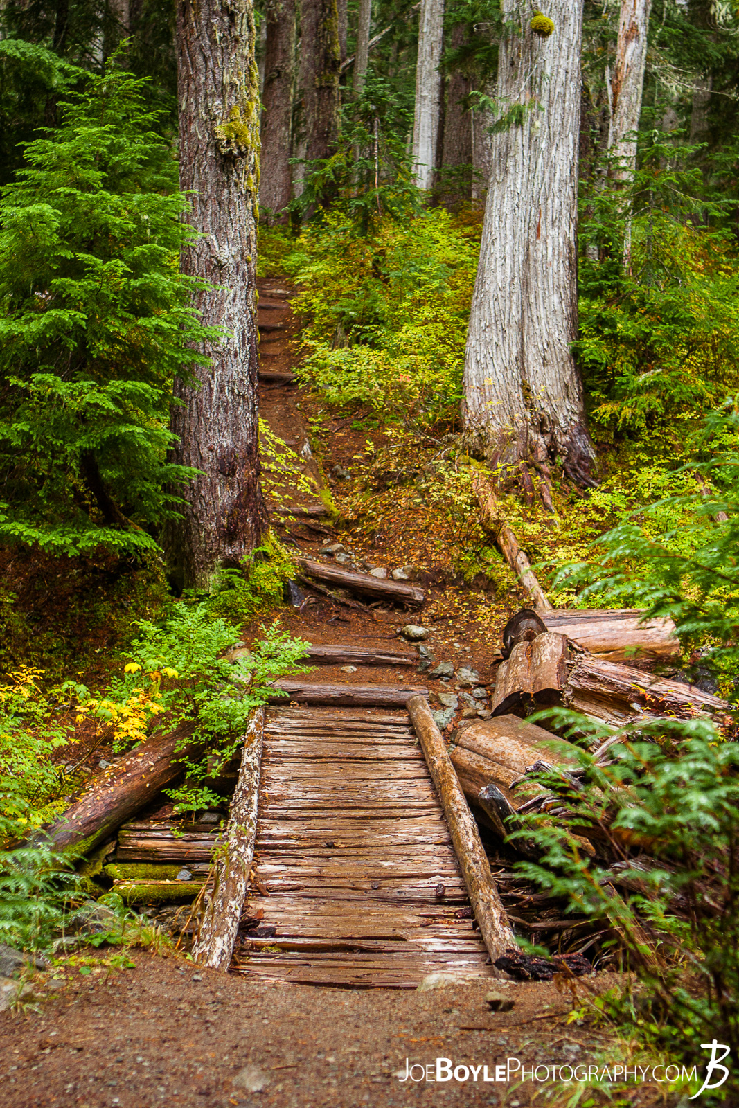  This is one of many foot bridges on the Wonderland Trail. I thought this one looked pretty cool. 