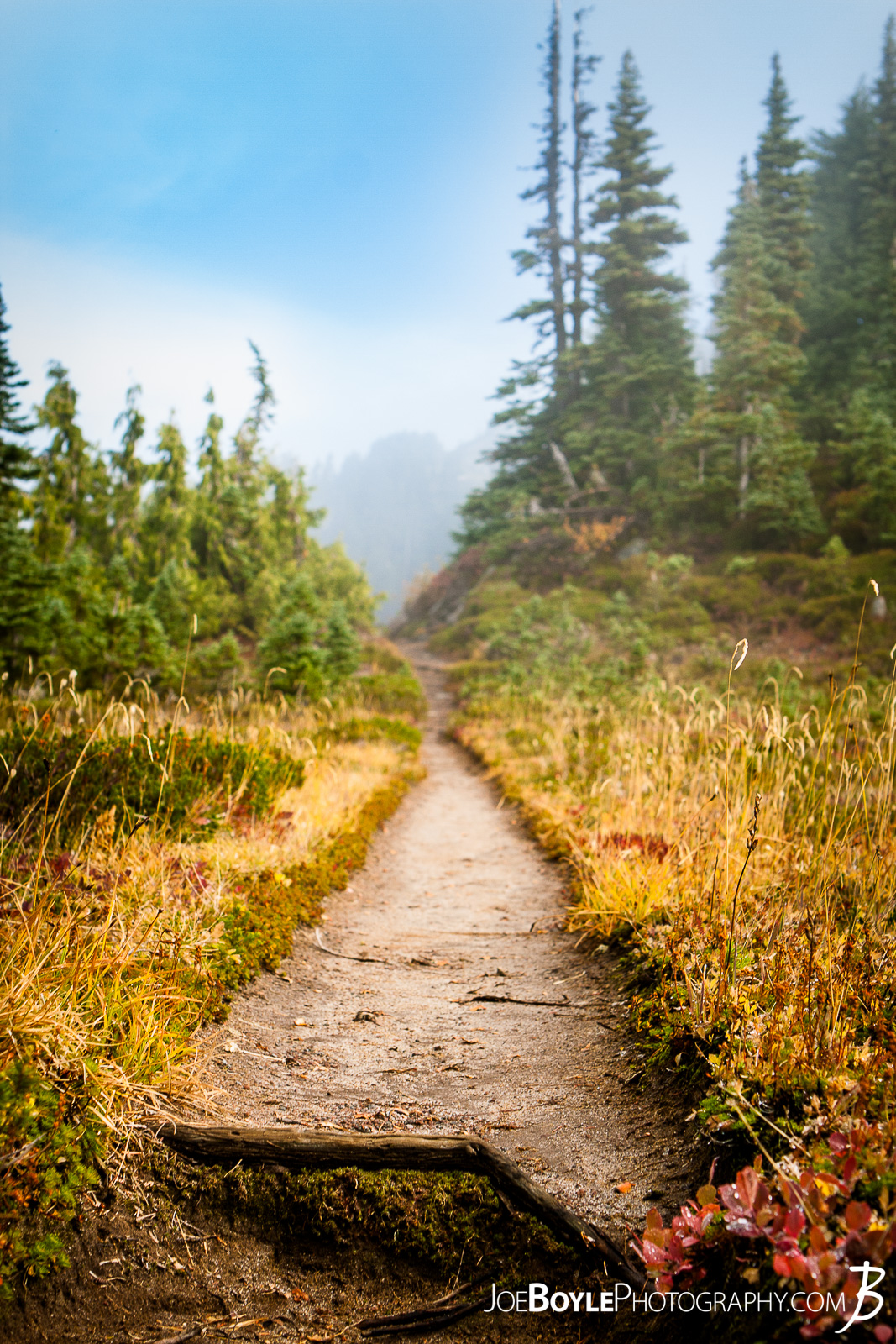  This is what most of the paths look like on the Wonderland Trail. Walking single file on nicely worn dirt path! 