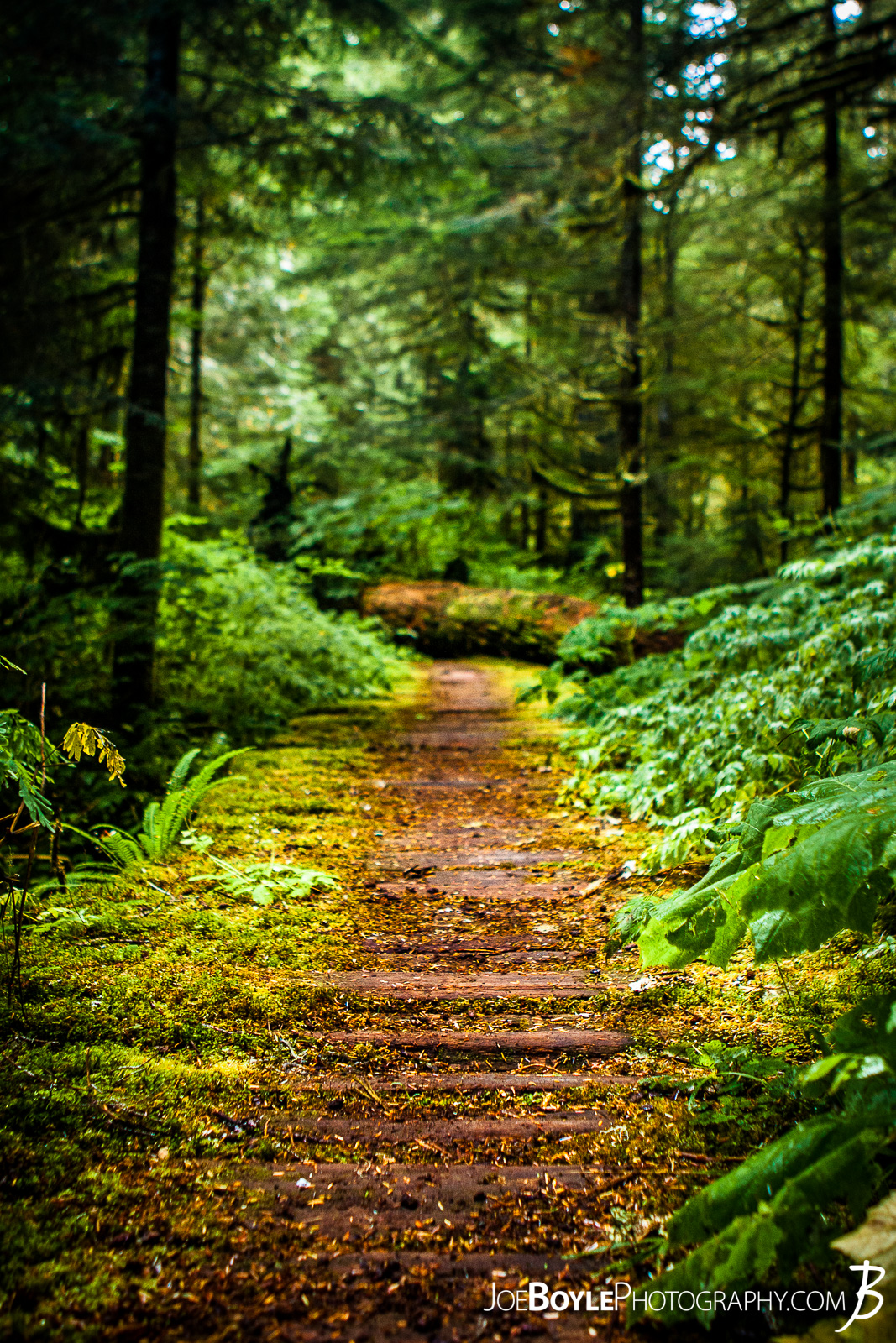  This is one of the many foot bridges on the Wonderland Trail. I love how the plants and moss are covering the edges of the bridge and the walking trail is clear and nicely worn! 