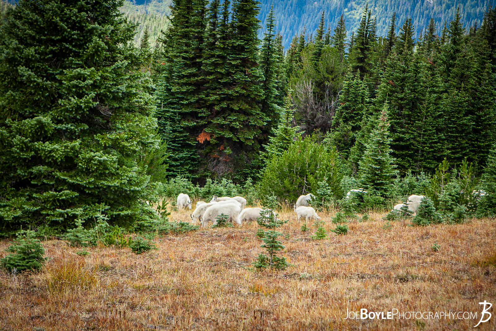  On our hike of the Wonderland Trail we encountered this herd of goats just a short distance from the trail. We were on our way to Panhandle Gap. 
