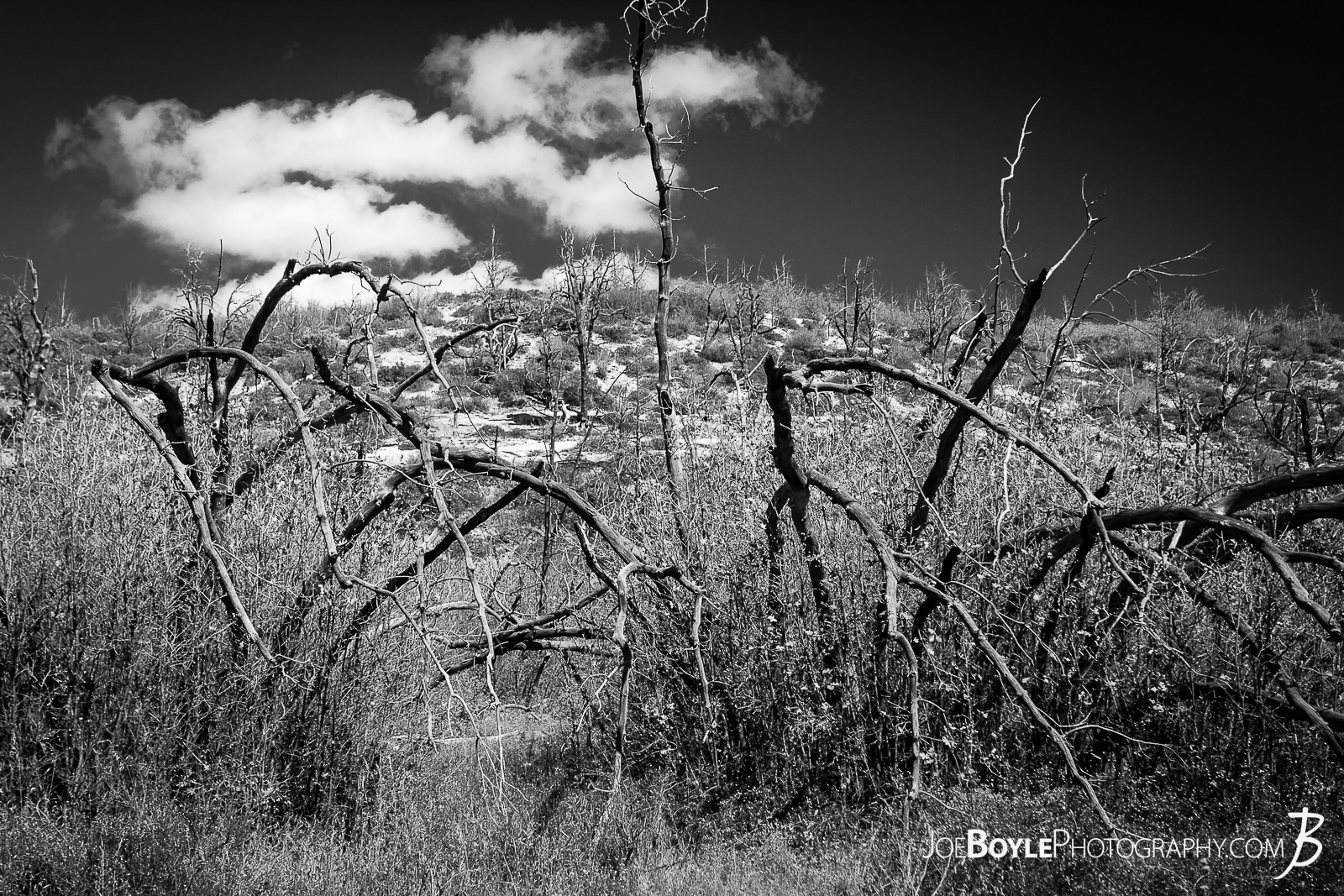  This is a photo of a patch of dead trees on the West Rim Trail in Zion National Park. I thought they looked very unique, cool and ominous. My hiking buddy and I spent a few nights hiking this trail to the end of the West Rim Trail. We finished up this leg of the trip hiking Angel's Landing and finished up at The Grotto.  Here are some links to more articles and hiking info about the West Rim Trail and hiking trails in Zion National Park and a Map of Zion National Park. 