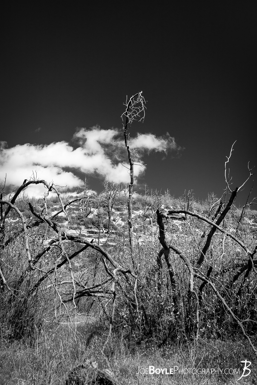  This is a photo of a patch of dead trees on the West Rim Trail in Zion National Park. I thought they looked very unique, cool and ominous. My hiking buddy and I spent a few nights hiking this trail to the end of the West Rim Trail. We finished up this leg of the trip hiking Angel's Landing and finished up at The Grotto.  Here are some links to more articles and hiking info about the West Rim Trail and hiking trails in Zion National Park and a Map of Zion National Park. 