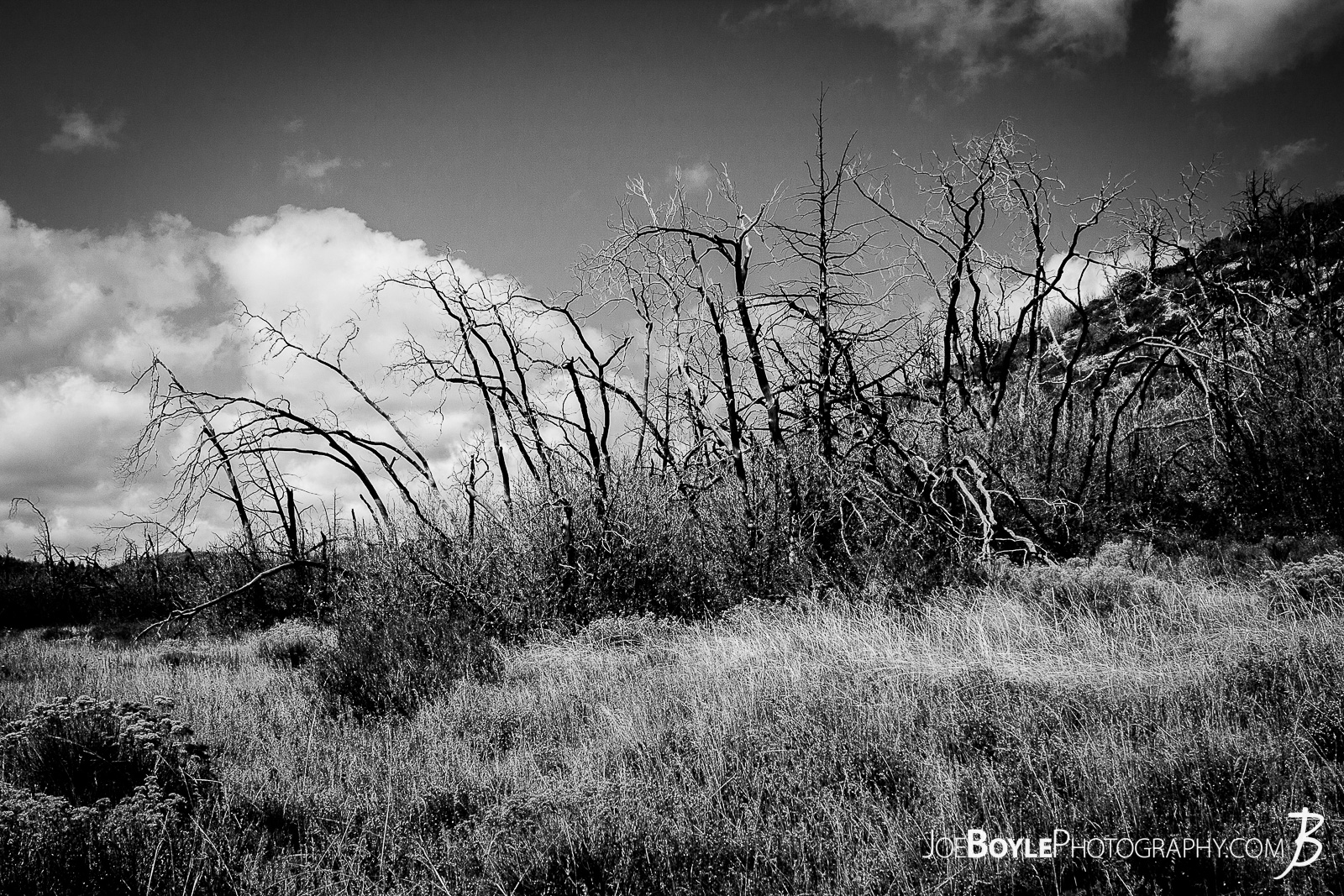  This is a photo of a patch of dead trees on the West Rim Trail in Zion National Park. I thought they looked very unique, cool and ominous. My hiking buddy and I spent a few nights hiking this trail to the end of the West Rim Trail. We finished up this leg of the trip hiking Angel's Landing and finished up at The Grotto.  Here are some links to more articles and hiking info about the West Rim Trail and hiking trails in Zion National Park and a Map of Zion National Park. 