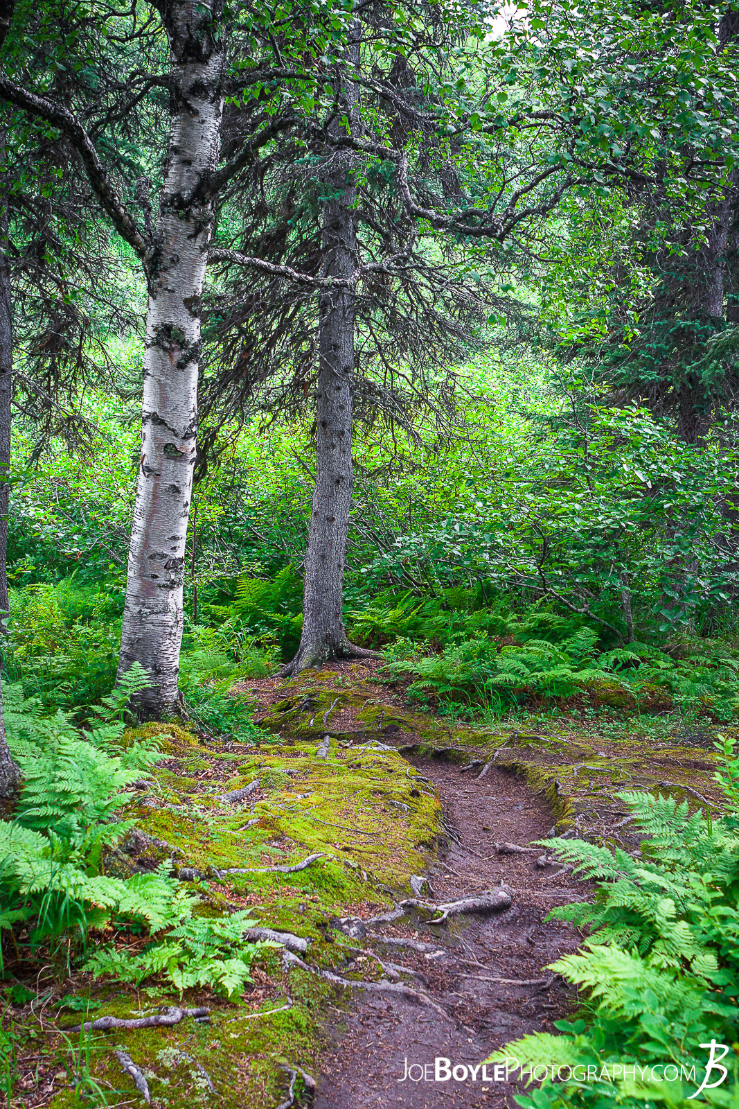 I was thrilled to be able to go to Alaska for some extended backpacking! A good buddy of mine and myself spent 17 days backing and traveling throughout different parks in Alaska. From ridge trails and Denali National Park (formerly McKinley National Park) to Kennicot and Wrangel-St. Elias, we covered a lot of ground in a short time!  This photo is near the very beginning of the Kesugi Ridge Trail located in Denali State Park which is just an hour or two south of Denali National Park. As you can see the trail started with some very dense woods and cool tree growth. We spent 2 nights on this trail and it was a lot of fun! The landscape was always changing as we hiked up the mountain, onto the ridge and back down again! 