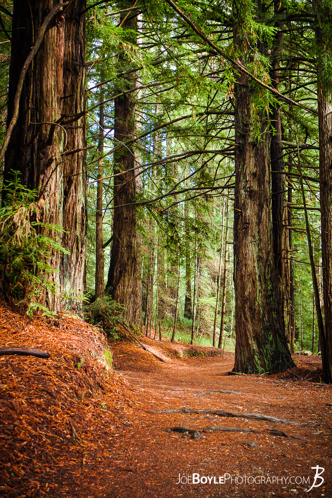  While visiting California I went to work with one of my friends who worked at the University of California, Santa Cruz. This photo is of a path in the woods that cover the campus! I was amazed that this existed on a college campus. The fact that someone took the time and had the idea to integrate so much of the forest with the campus is amazing. It sure made for a peaceful walk. I would love to take this trail to class! 
