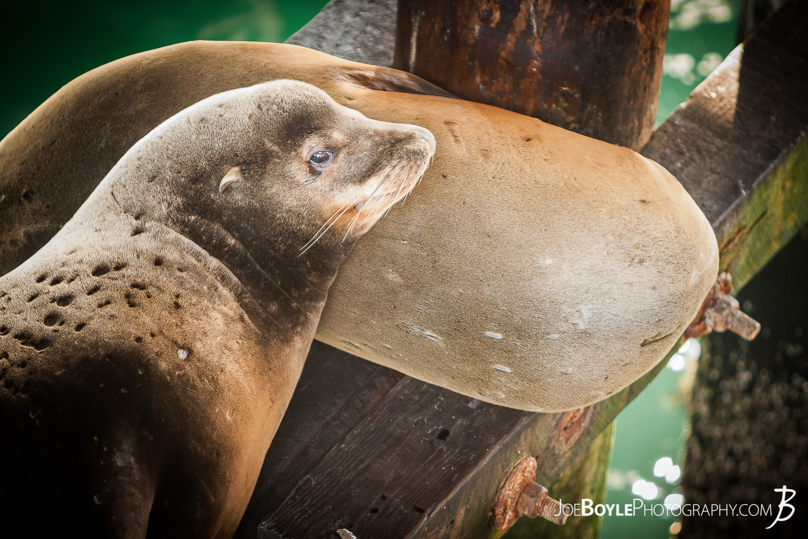  I was going out to dinner with a good friend of mine while visiting Monterey, California and the restaurant was located on a pier right over the Pacific Ocean. No doubt these Sea Lions were waiting for scraps of food! 