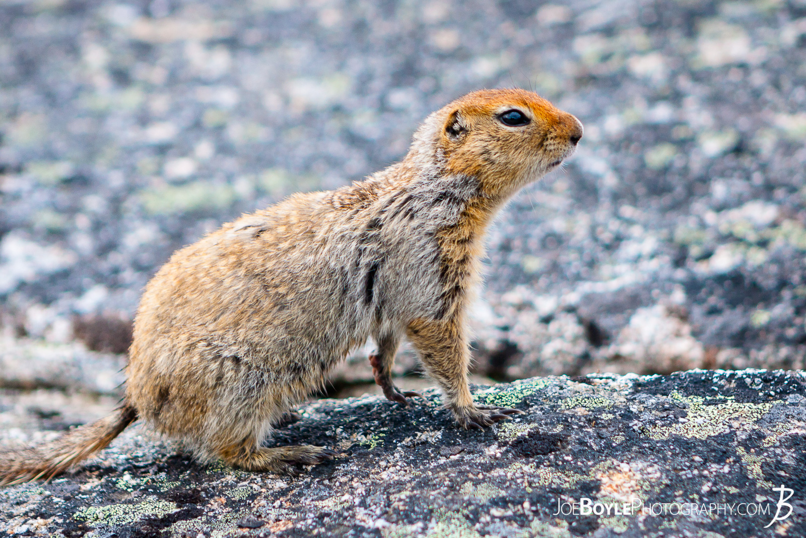  My hiking buddy and myself were hiking the Kesugi Ridge in Alaska inside Denali State Park. We stopped for a rest once we got to the top of the ridge and the wildlife was not shy! If we didn't watch our packs or food it would have been gone or been filled with squirrel sized bite marks! 