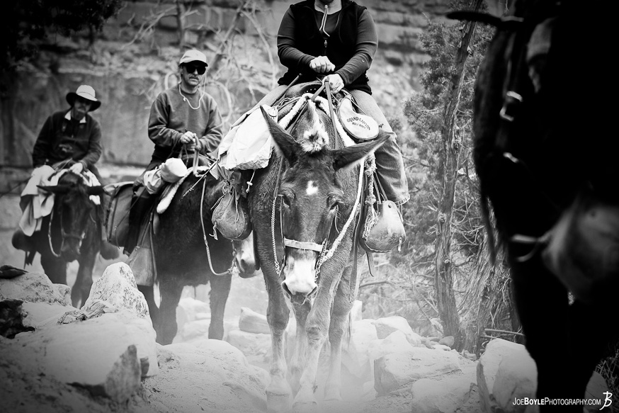 While hiking into the Grand Canyon, this image was of a Mule Ride on the ascent! While hiking into the Grand Canyon, this image was of a Mule Ride on the ascent!