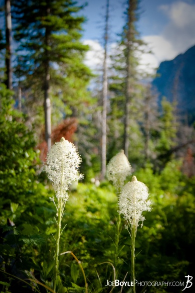 These Bear Grass Flowers are fairly majestic! I was able to spot them while hiking in Glacier National Park in Montana. It\\\'s a beautiful park! These Bear Grass Flowers are fairly majestic! I was able to spot them while hiking in Glacier National Park in Montana. It\\\'s a beautiful park!