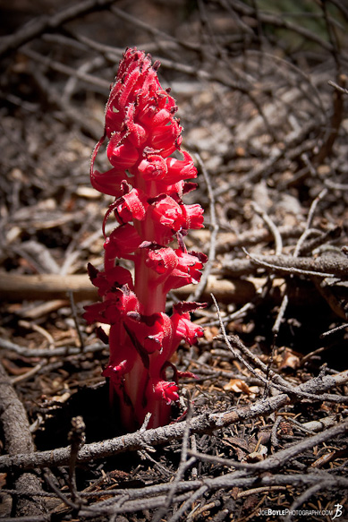 Strange, Red, Plant...