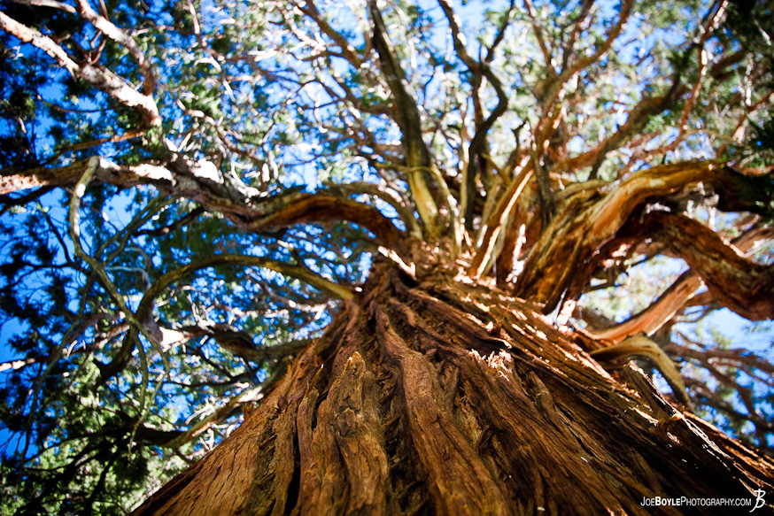 There were many trees like this that I saw while hiking the John Muir Trail There were many trees like this that I saw while hiking the John Muir Trail