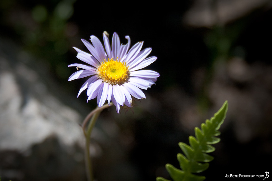 As I was hiking along the John Muir Trail I noticed these little flowers along the path As I was hiking along the John Muir Trail I noticed these little flowers along the path