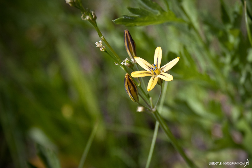 As I was hiking along the John Muir Trail these tiny little flowers were very prevalent