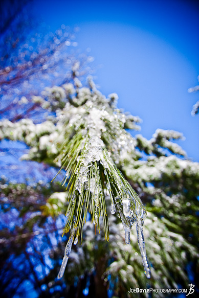 I captured this photo of an evergreen tree after an ice storm came through the Cleveland area. I captured this photo of an evergreen tree after an ice storm came through the Cleveland area.