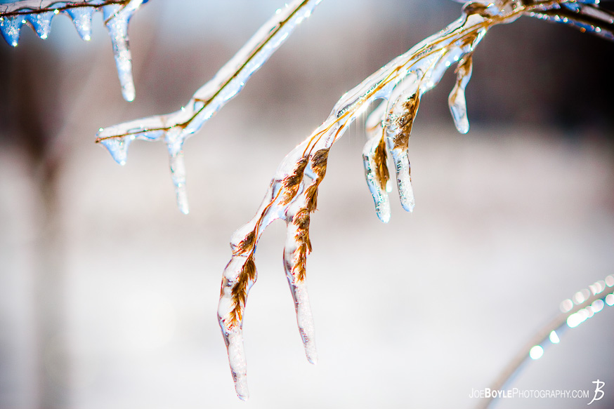I captured this photo of ice covered weeds after an ice storm came through the Cleveland area. I captured this photo of ice covered weeds after an ice storm came through the Cleveland area.