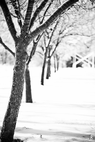 I captured this photo of uniform trees right after a snow storm came through the area.