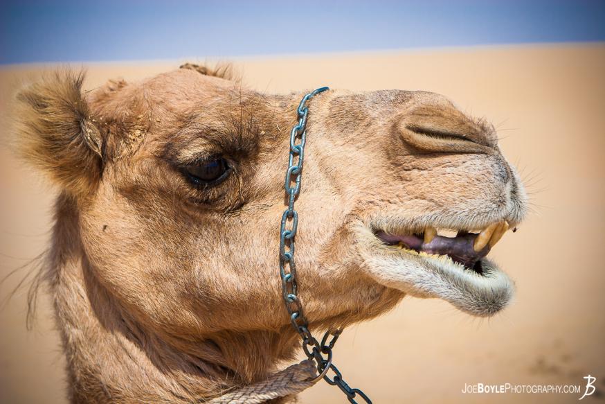 I was on tour with MegaDeth in 2012 and we had a stop over in Dubai, UAE and we had an opportunity to go on a desert safari where I was able to photograph this camel! I was on tour with MegaDeth in 2012 and we had a stop over in Dubai, UAE and we had an opportunity to go on a desert safari where I was able to photograph this camel!